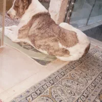 سگ خراسانی نر|سگ|فریدونکنار, |دیوار