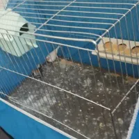 فنچ|پرنده|شاهین‌شهر, عطار|دیوار