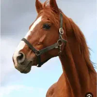 خرید فروش اسب و قاطر