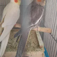 عروس هلندی با یک جوجه|پرنده|ابریشم, |دیوار