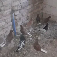 کفتر سرخ دم سفید