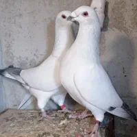 پرنده کبوتر|پرنده|کازرون, |دیوار