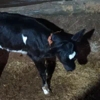 گاو گوساله دار