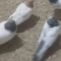 کفتر هم باهم