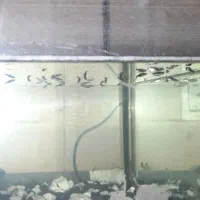 بچه مولی و گوپی|ماهی|تهران, جمال‌زاده|دیوار