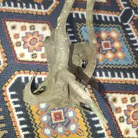 چوب آبنوس|ماهی|مسجد سلیمان, |دیوار