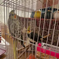 یه جفت عروس هلندی