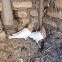 کبوتر کله زرد وطوقی