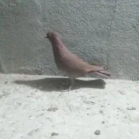 کفتر سرخ ماده