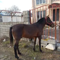 فروش اسب محلی
