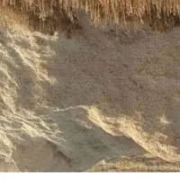 کاه گندم
