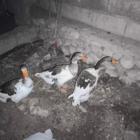 غاز|حیوانات مزرعه|خورموج, |دیوار