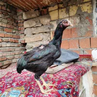 مرغ لاری دم تخم