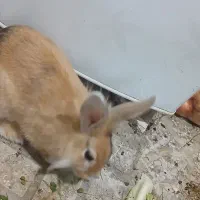 خرگوش  نرو ماده|موش و خرگوش|سنندج, |دیوار