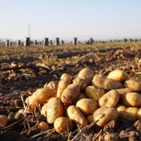 سیب زمینی درجه یک