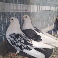 کبوتر دوکت گره