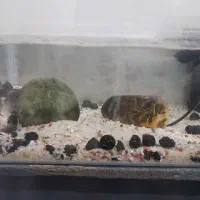 اکواریم|ماهی|رباط‌کریم, نصیرشهر|دیوار