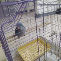 فروش جوجه طوطی راهب|پرنده|بابلسر, |دیوار