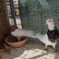 کبوتر طوقی