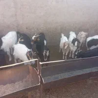 بزغاله جوان مناسب نگهداری وکشتار|حیوانات مزرعه|قرچک, صالح آباد|دیوار