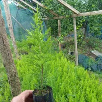 نشا لاوسون|خدمات باغبانی و درختکاری|نشتارود, |دیوار