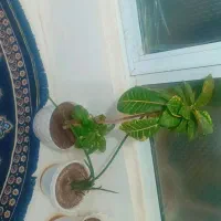 گل طبیعی