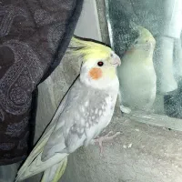عروس هلندی جوجه نر