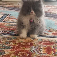 گربه پرشین ماده دوماهه اصیل