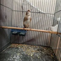 سهره ماده کرمانی