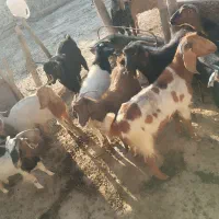 باسلام تعداد10رس بزجوان توشتیرسالم بشرط|حیوانات مزرعه|درب گنبد, |دیوار