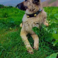 سگ گله‌ای