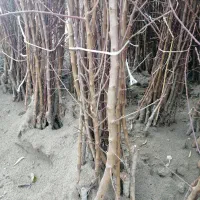 فروش نهال با فاکتور رسمی