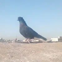 کبوتر فروشی