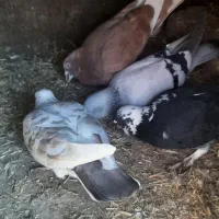 کفتر پرشی|پرنده|فیروزه, |دیوار