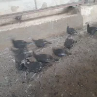 جوجه بوقلمون
