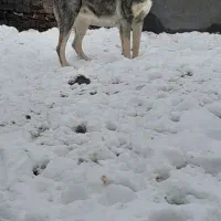 حیوان|سگ|قلندر آباد, |دیوار