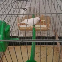 معاوضه با عروس هلندی دارم|پرنده|کازرون, |دیوار