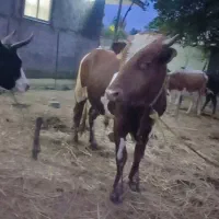 گاو نر|حیوانات مزرعه|شاندرمن, |دیوار