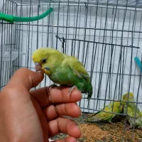 جوجه مرغ عشق|پرنده|مشهد, امیرآباد|دیوار