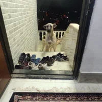 گمشده|سگ|میلاجرد, |دیوار