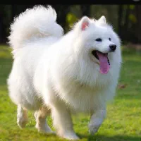 واگذاری سامویید ماده