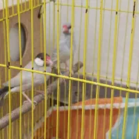 نرگسی شکلاتی