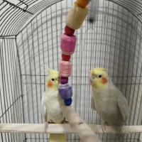 جفت عروس لوتینو