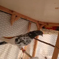 ماده کله سبز مست مست