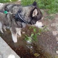 سگ هاسکی اصیل