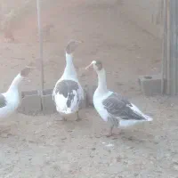 فروش 3عدد غاز درشت