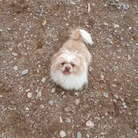 سگ پا کوتاه شیتزو