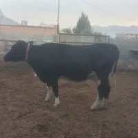 گاو