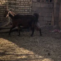 بز ومیش|حیوانات مزرعه|باخزر, |دیوار