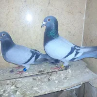 پلاکی مسافتی و طوق هفت رنگ